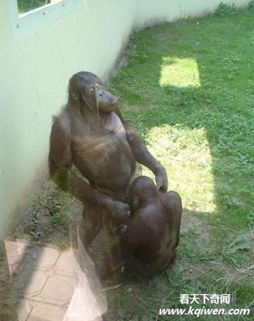 �����İ��ĳ��ͳ��� ǿ����������ͼ�̵�(��ͼ)