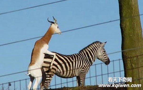 �����İ��ĳ��ͳ��� ǿ����������ͼ�̵�(��ͼ)