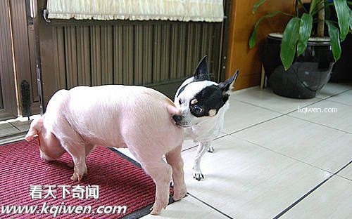 ɵ��������ɫ����ɱ